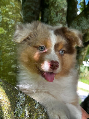 Les chiots de Berger Australien