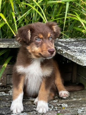 Les chiots de Berger Australien