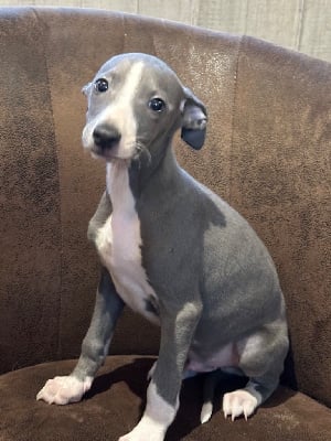 Les chiots de Whippet