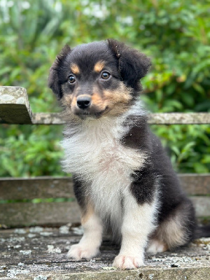 Les chiots de Berger Australien