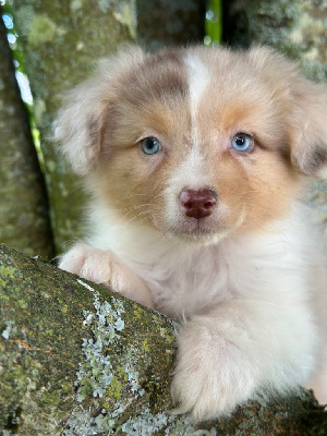 Les chiots de Berger Australien