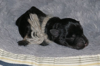 Les chiots de Schnauzer miniature