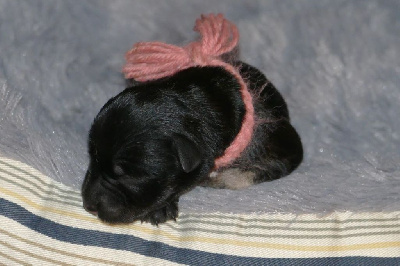 Les chiots de Schnauzer miniature