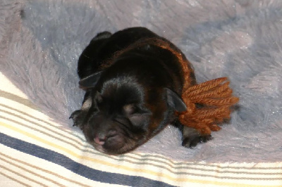 Les chiots de Schnauzer miniature