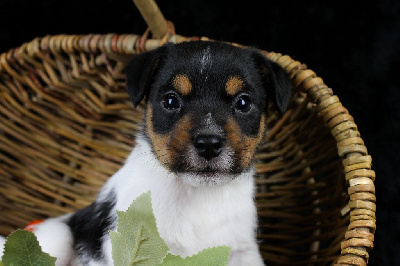 Les chiots de Parson Russell Terrier