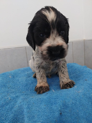 Les chiots de Cocker Spaniel Anglais