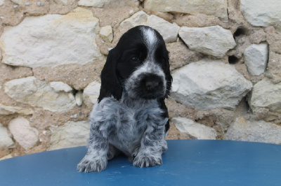 Les chiots de Cocker Spaniel Anglais