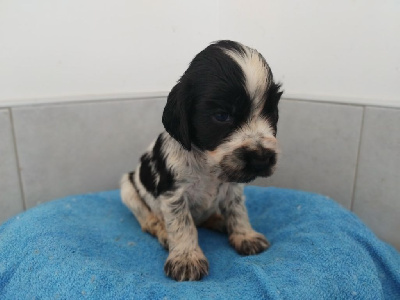 Les chiots de Cocker Spaniel Anglais