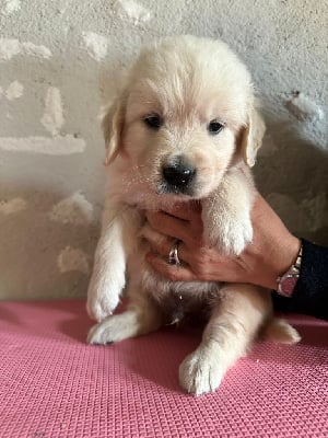 Les chiots de Golden Retriever