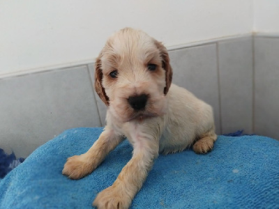 Les chiots de Cocker Spaniel Anglais