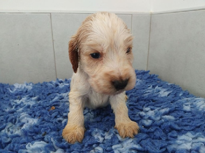 Les chiots de Cocker Spaniel Anglais