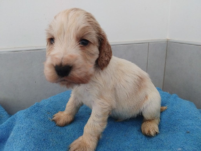 Les chiots de Cocker Spaniel Anglais