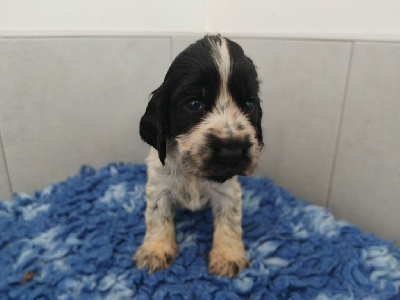 Les chiots de Cocker Spaniel Anglais