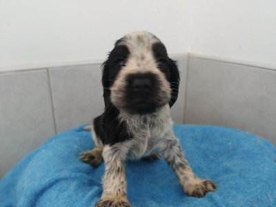 Les chiots de Cocker Spaniel Anglais