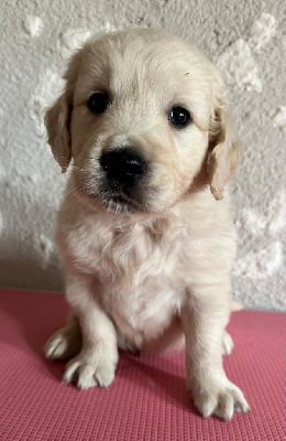 Les chiots de Golden Retriever