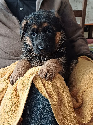 Les chiots de Berger Allemand