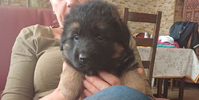 Les chiots de Berger Allemand