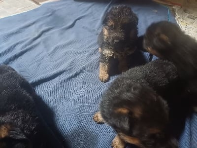 Les chiots de Berger Allemand