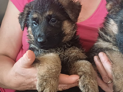 Les chiots de Berger Allemand