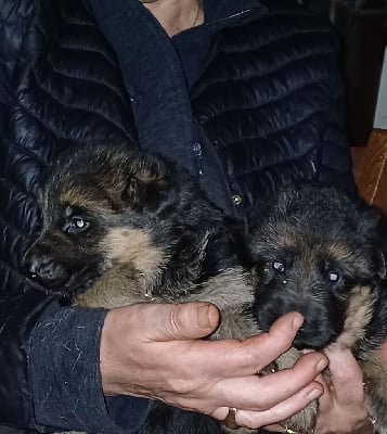 Les chiots de Berger Allemand