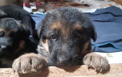 Les chiots de Berger Allemand