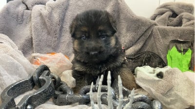 Les chiots de Berger Allemand