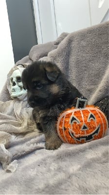 Les chiots de Berger Allemand