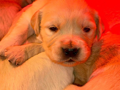 Les chiots de Golden Retriever