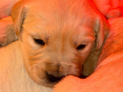 Les chiots de Golden Retriever