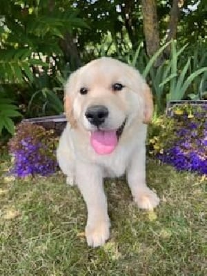 Les chiots de Golden Retriever