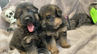 Les chiots de Berger Allemand