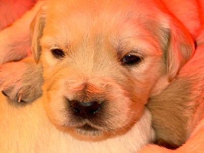 CHIOT 2 - Golden Retriever