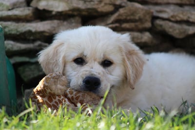 Les chiots de Golden Retriever