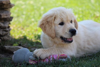 Les chiots de Golden Retriever