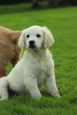 Les chiots de Golden Retriever