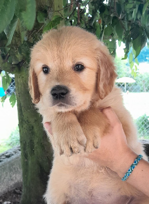 Les chiots de Golden Retriever