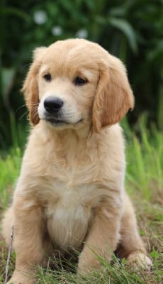 Les chiots de Golden Retriever