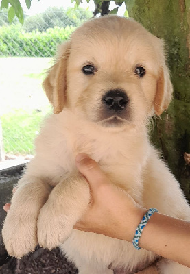 Les chiots de Golden Retriever