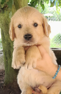 Les chiots de Golden Retriever