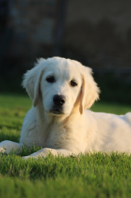 Les chiots de Golden Retriever