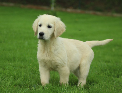 Les chiots de Golden Retriever