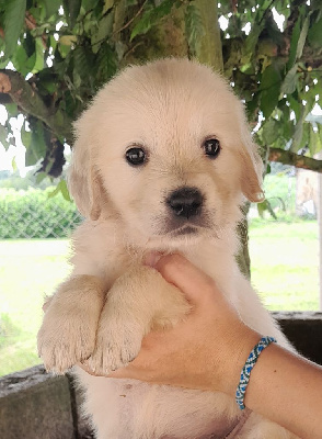 Les chiots de Golden Retriever