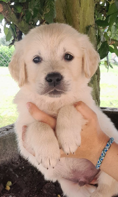 Les chiots de Golden Retriever