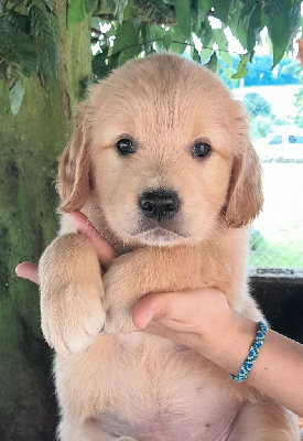 Les chiots de Golden Retriever