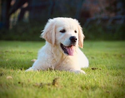 Les chiots de Golden Retriever