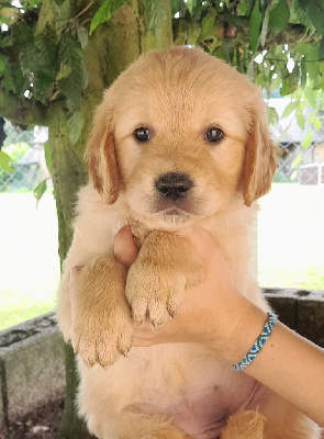 Les chiots de Golden Retriever