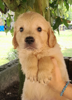 Les chiots de Golden Retriever