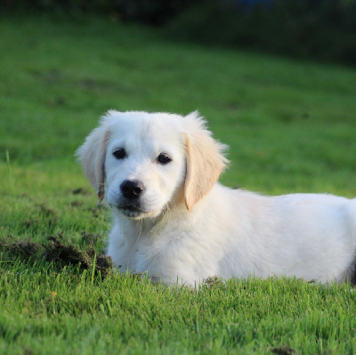 Les chiots de Golden Retriever