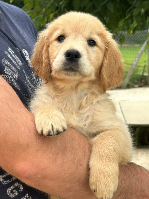 Les chiots de Golden Retriever