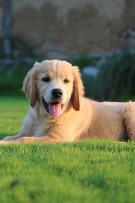 Les chiots de Golden Retriever